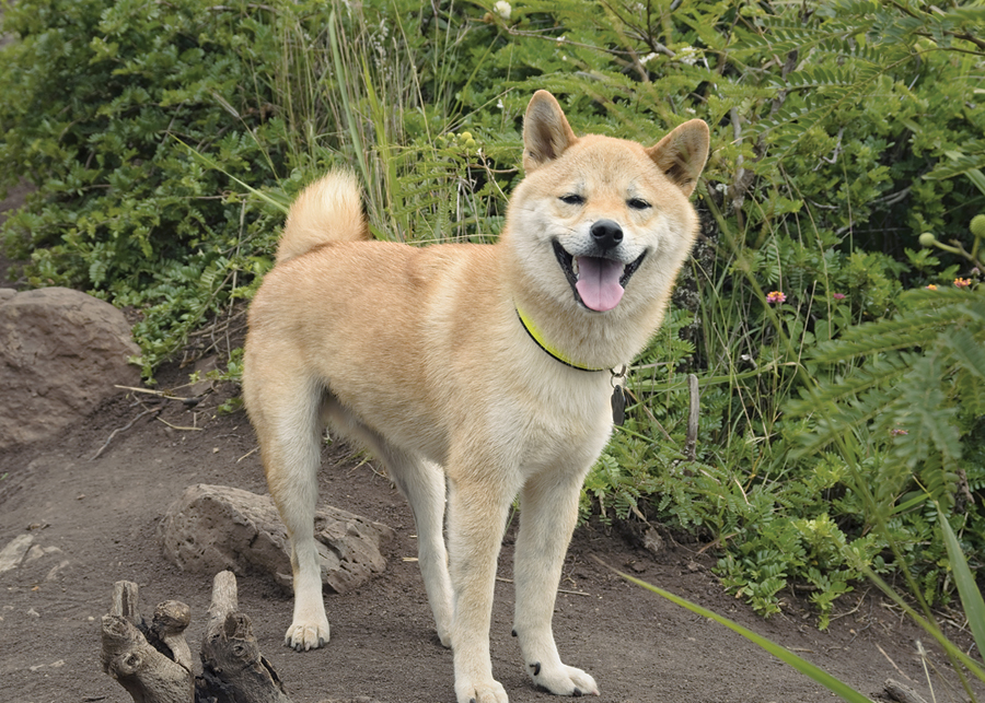 Shiba inu