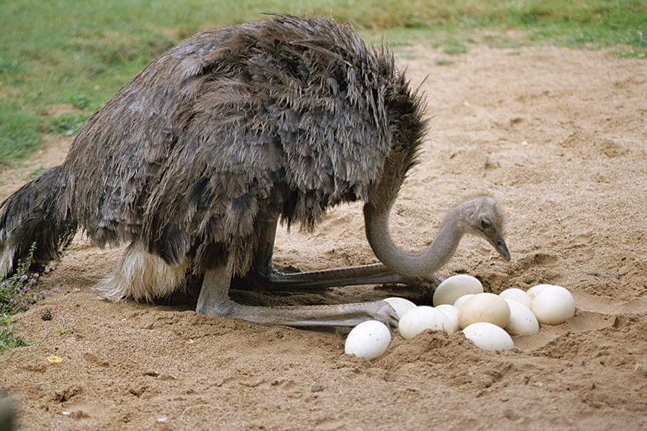 Female ostrich