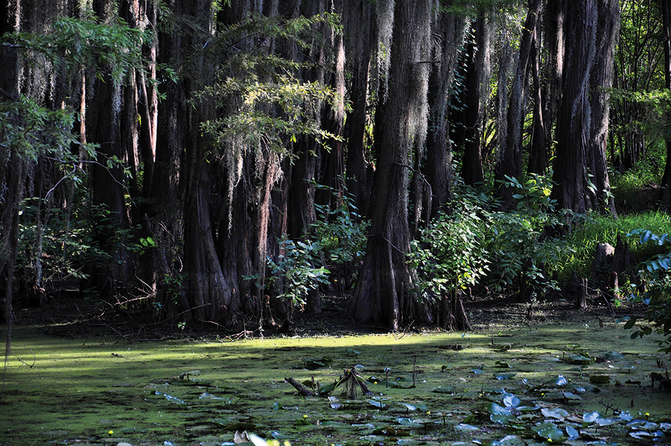 Louisiana bayou