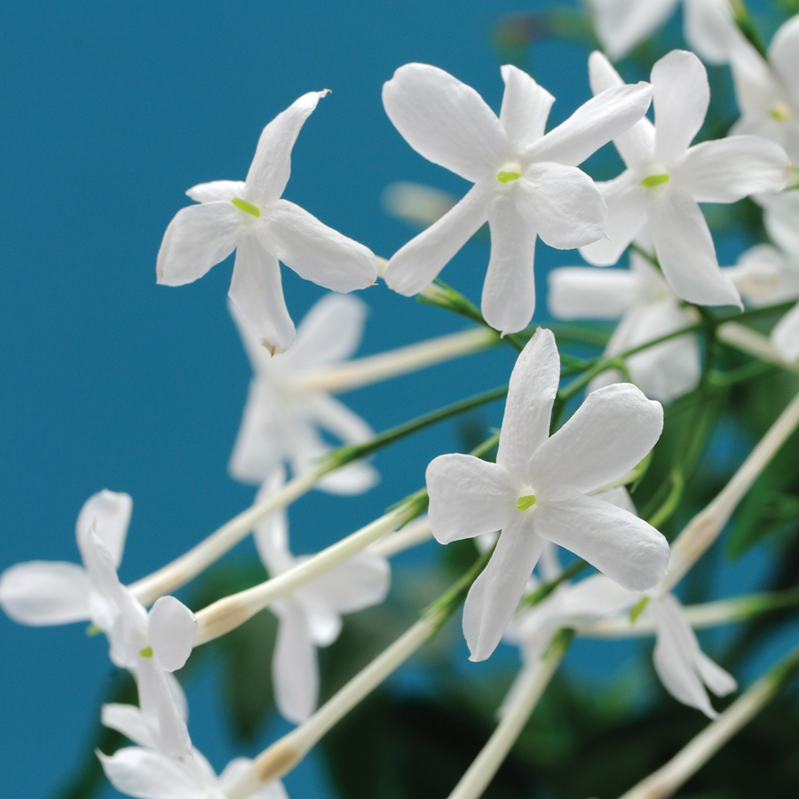 Jasmine flowers