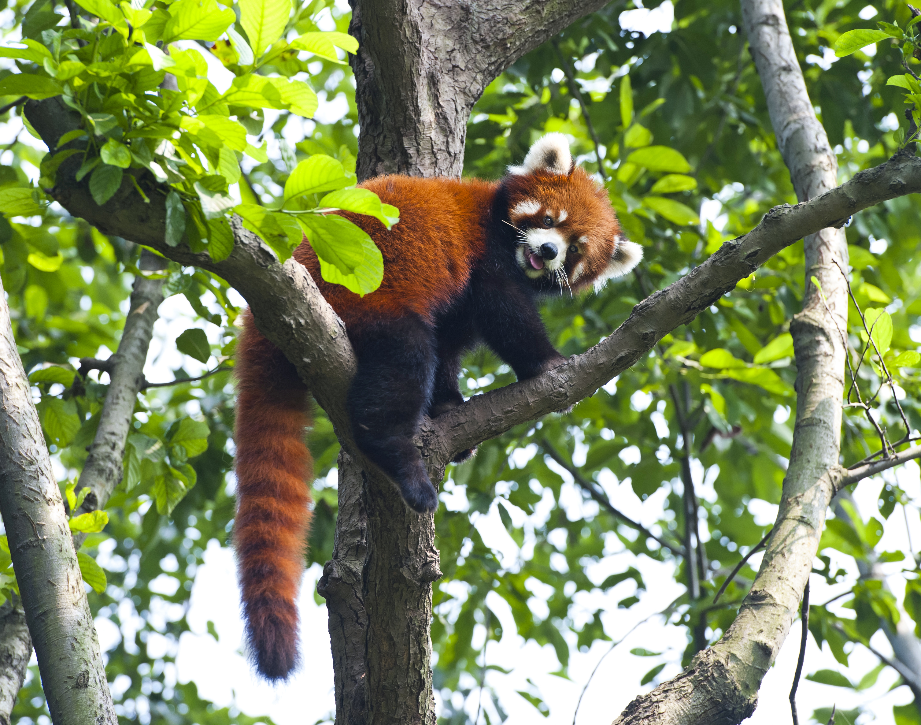 Red panda