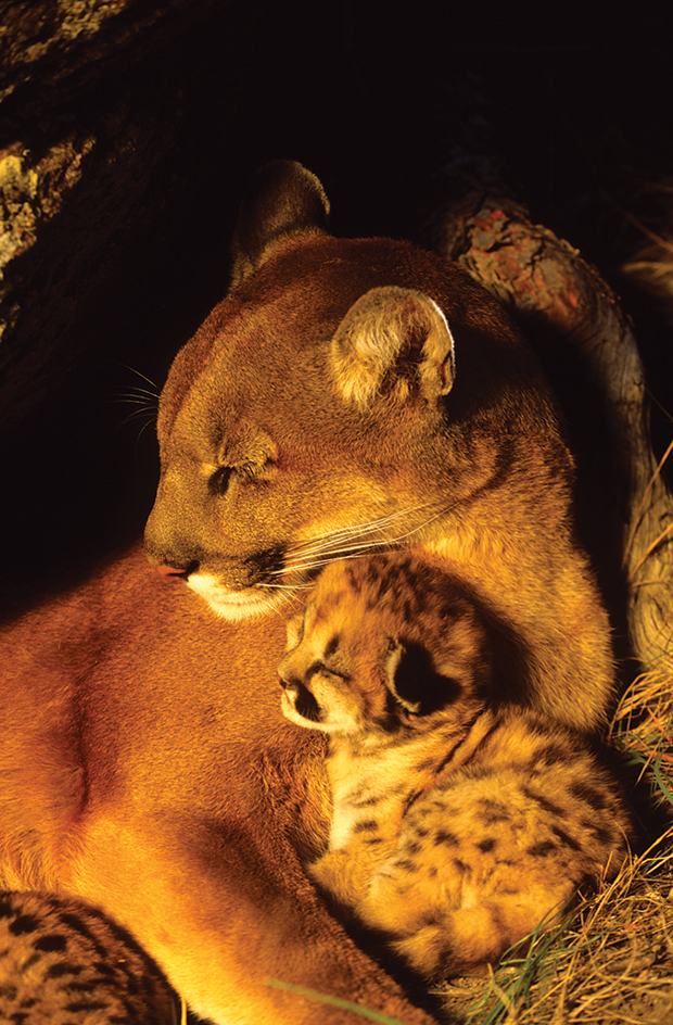 Mountain lion kitten and mother