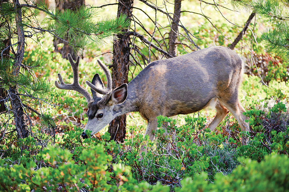 Mule deer