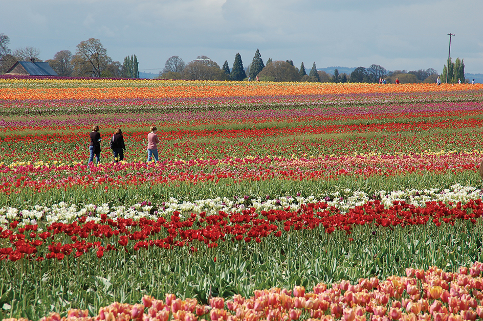 Oregon tulip farm