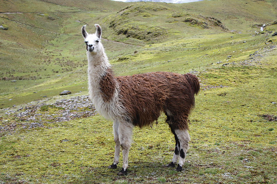 The llama