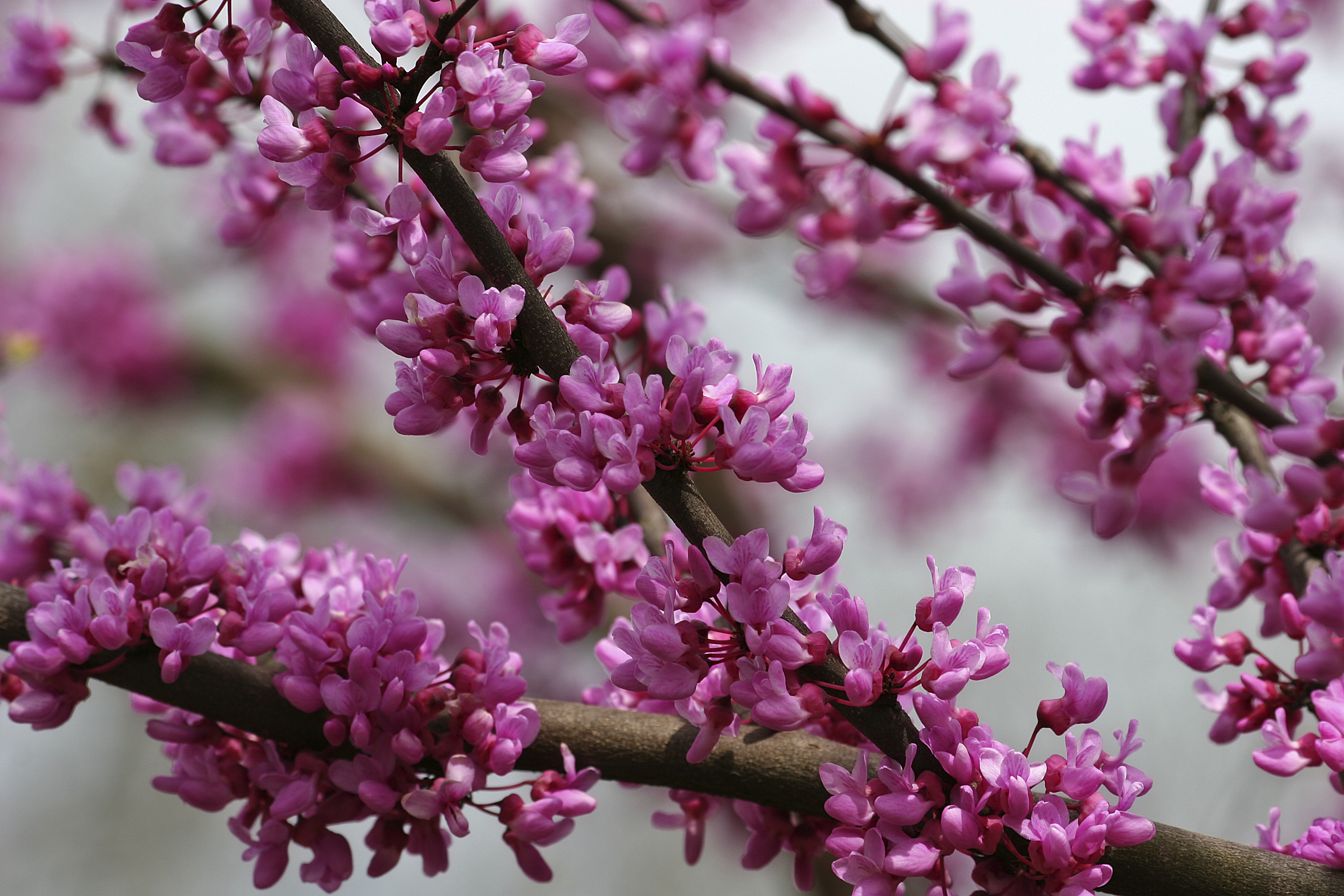 Clusters of redbud blossoms