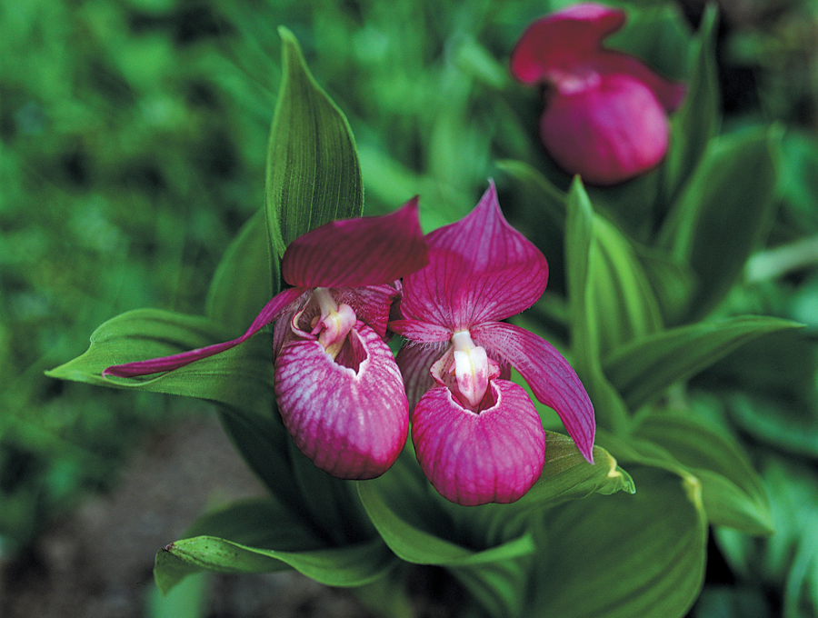 Lady's-slipper