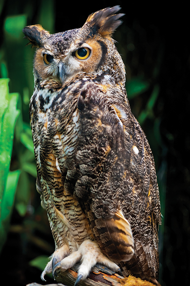 Great horned owl