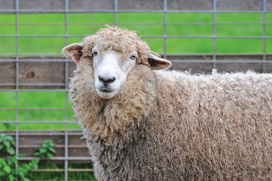 Romney sheep