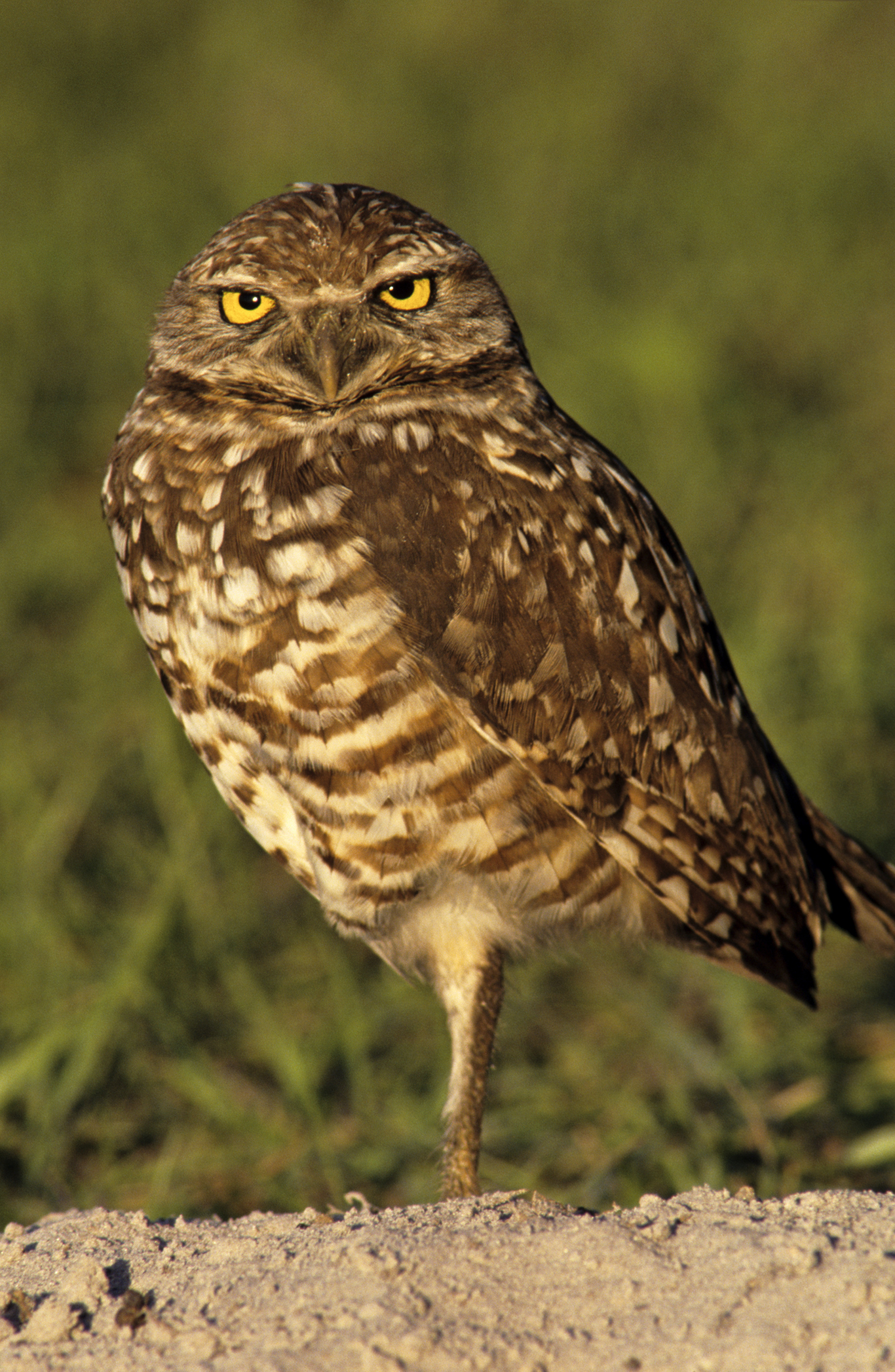 Burrowing owl