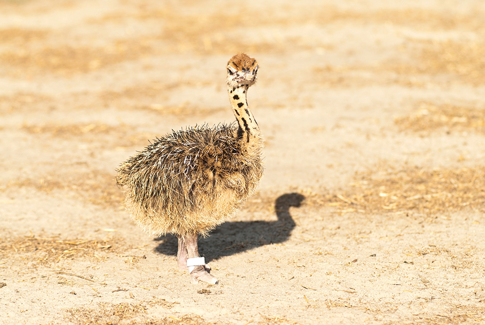 A baby ostrich