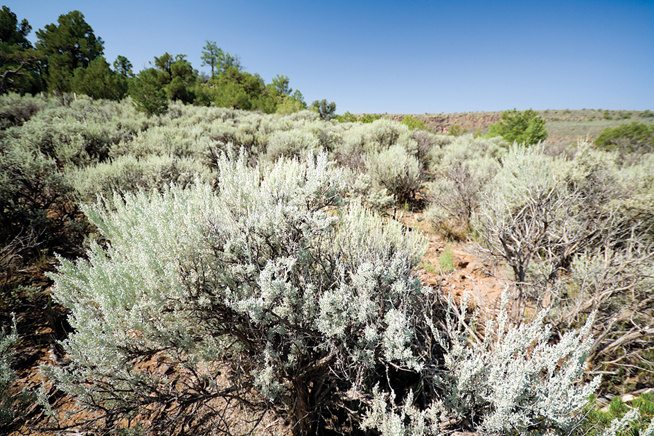 Sagebrush