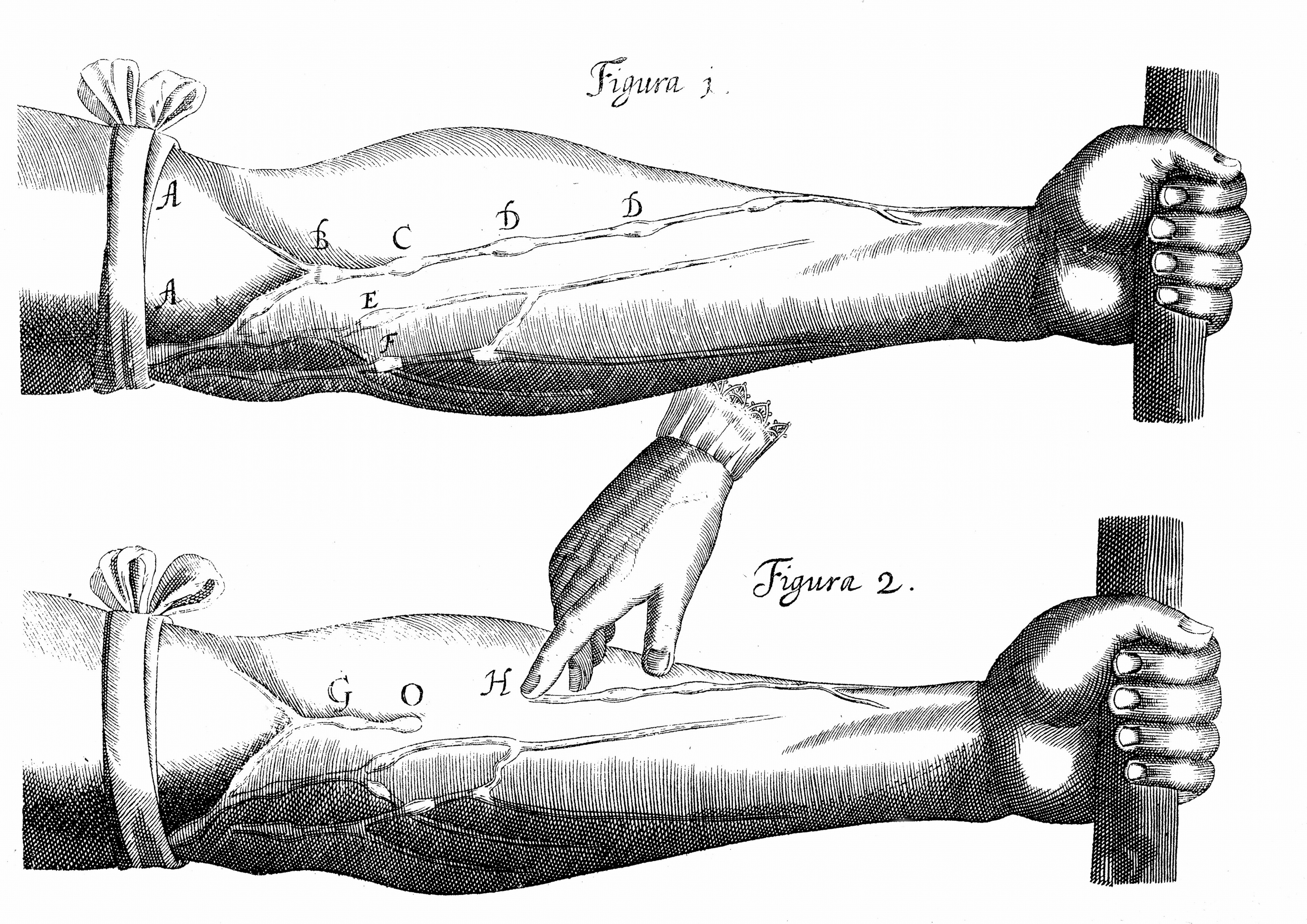 William Harvey illustration about blood circulation