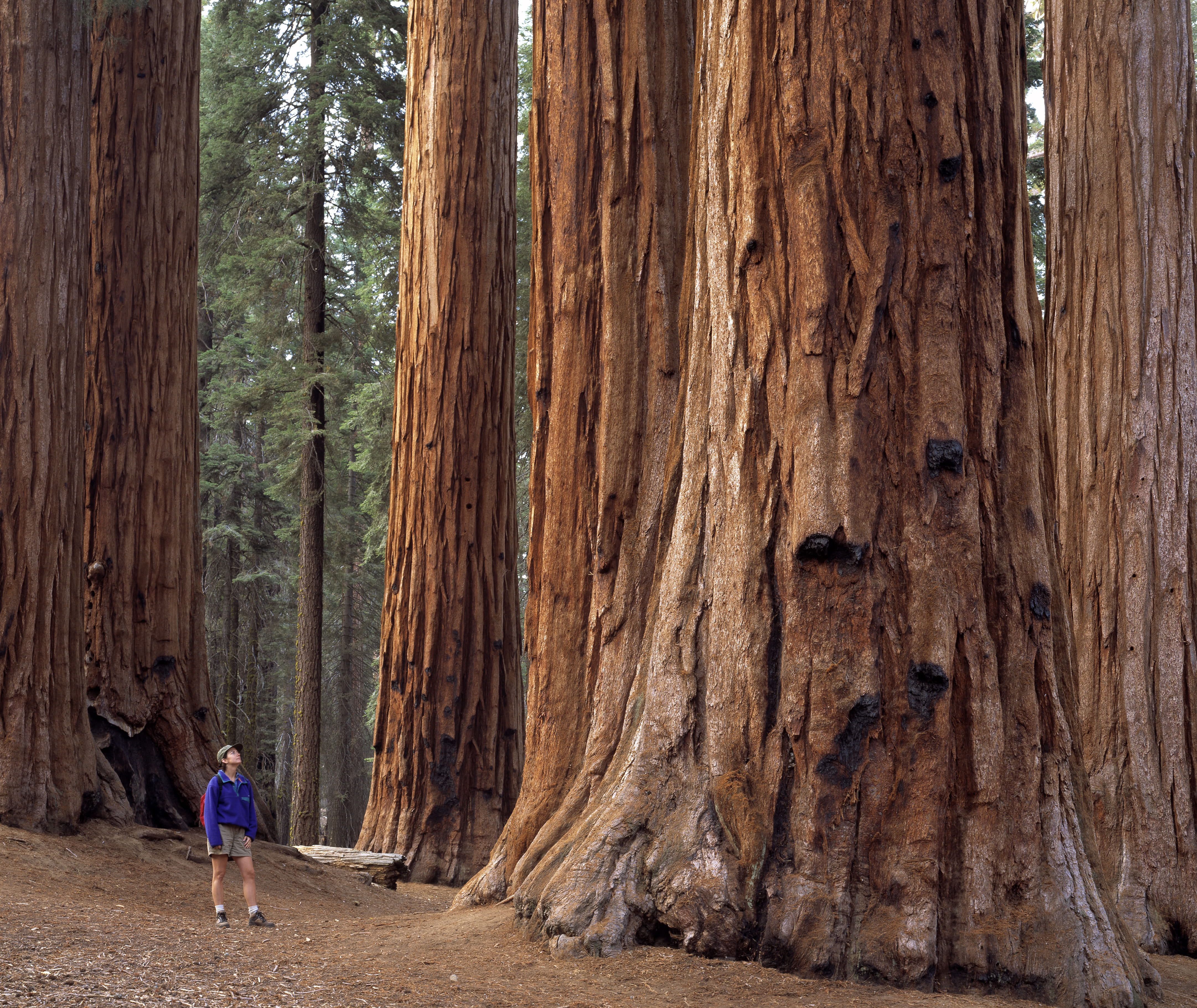 Magnificent giant sequoias of California