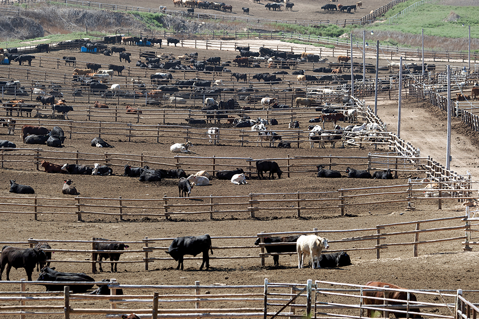 Kansas cattle feed lot