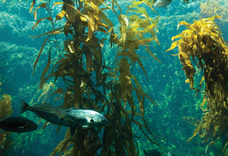 Giant kelp