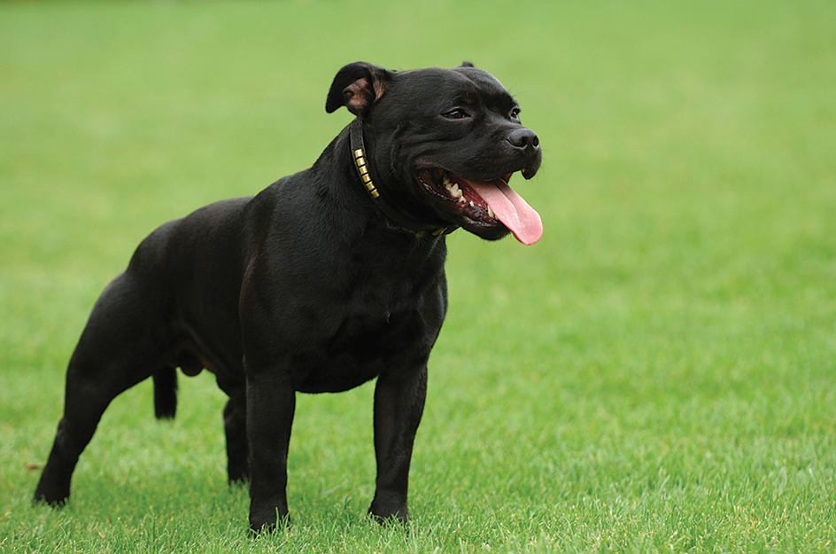 Staffordshire bull terrier