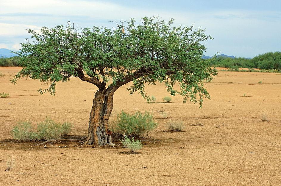 A mesquite tree