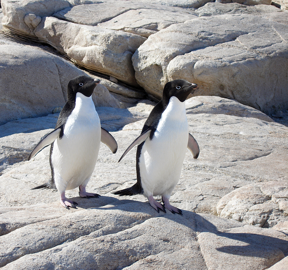 Adélie penguins