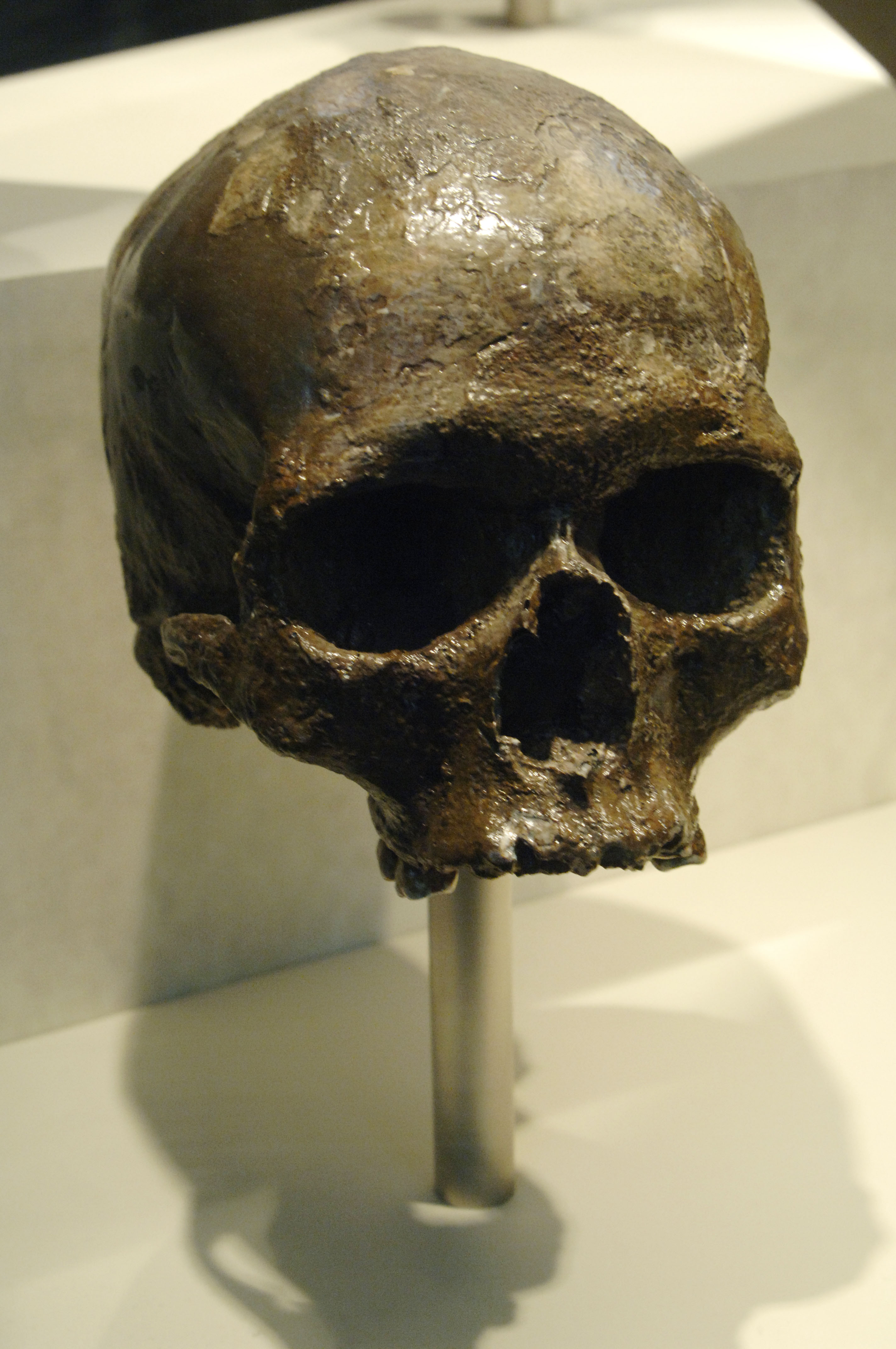 Homo sapiens skull