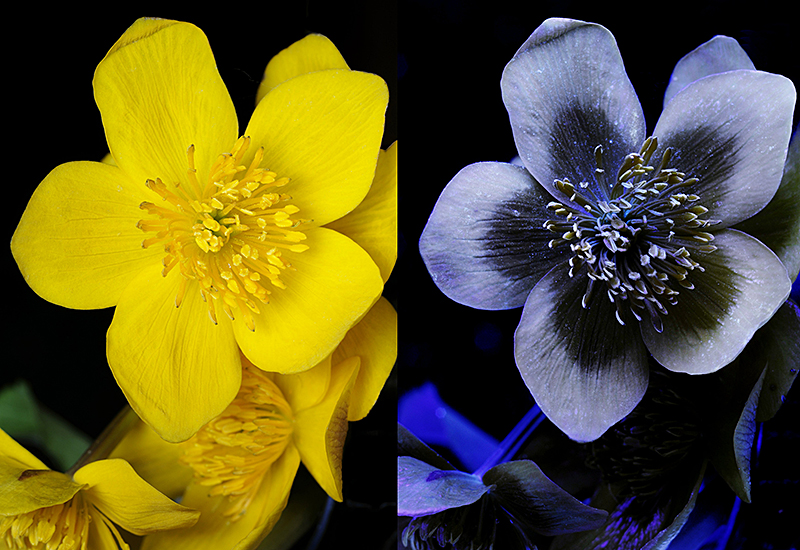 Yellow flowers have ultraviolet markings