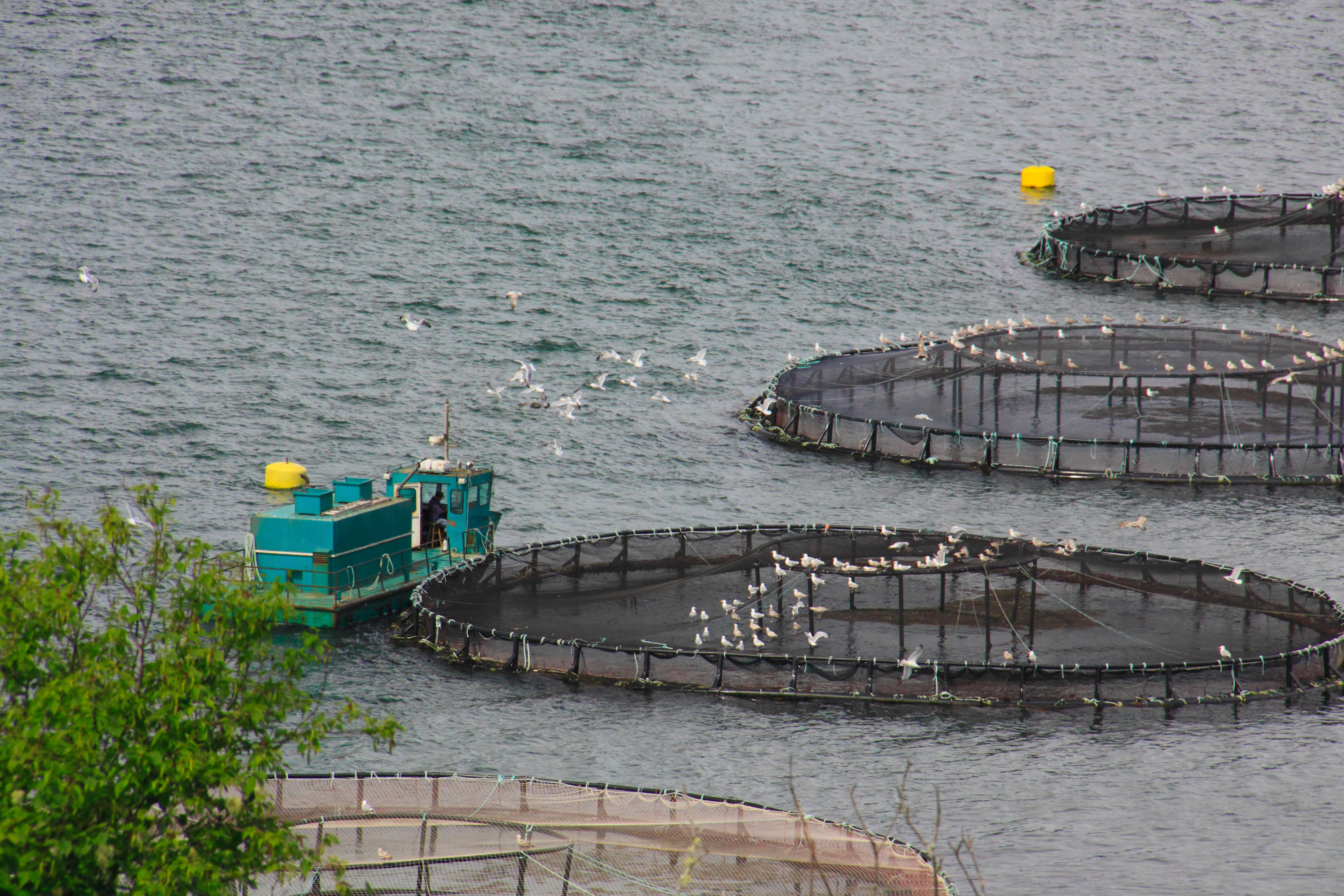 New Brunswick salmon farm