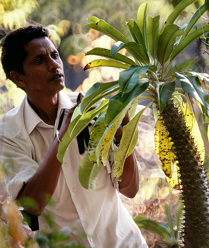 Field botanist