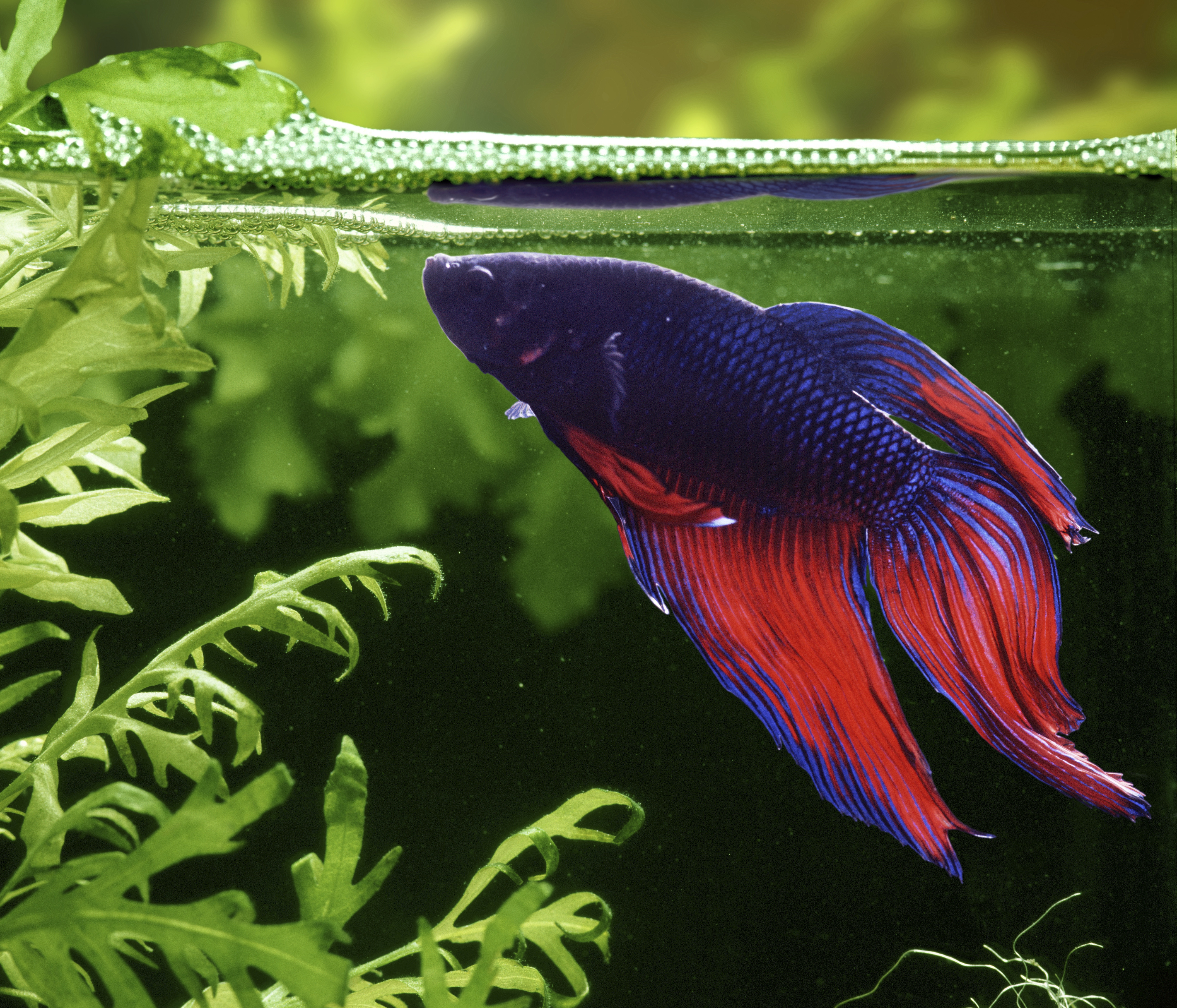 Male Siamese fightingfish