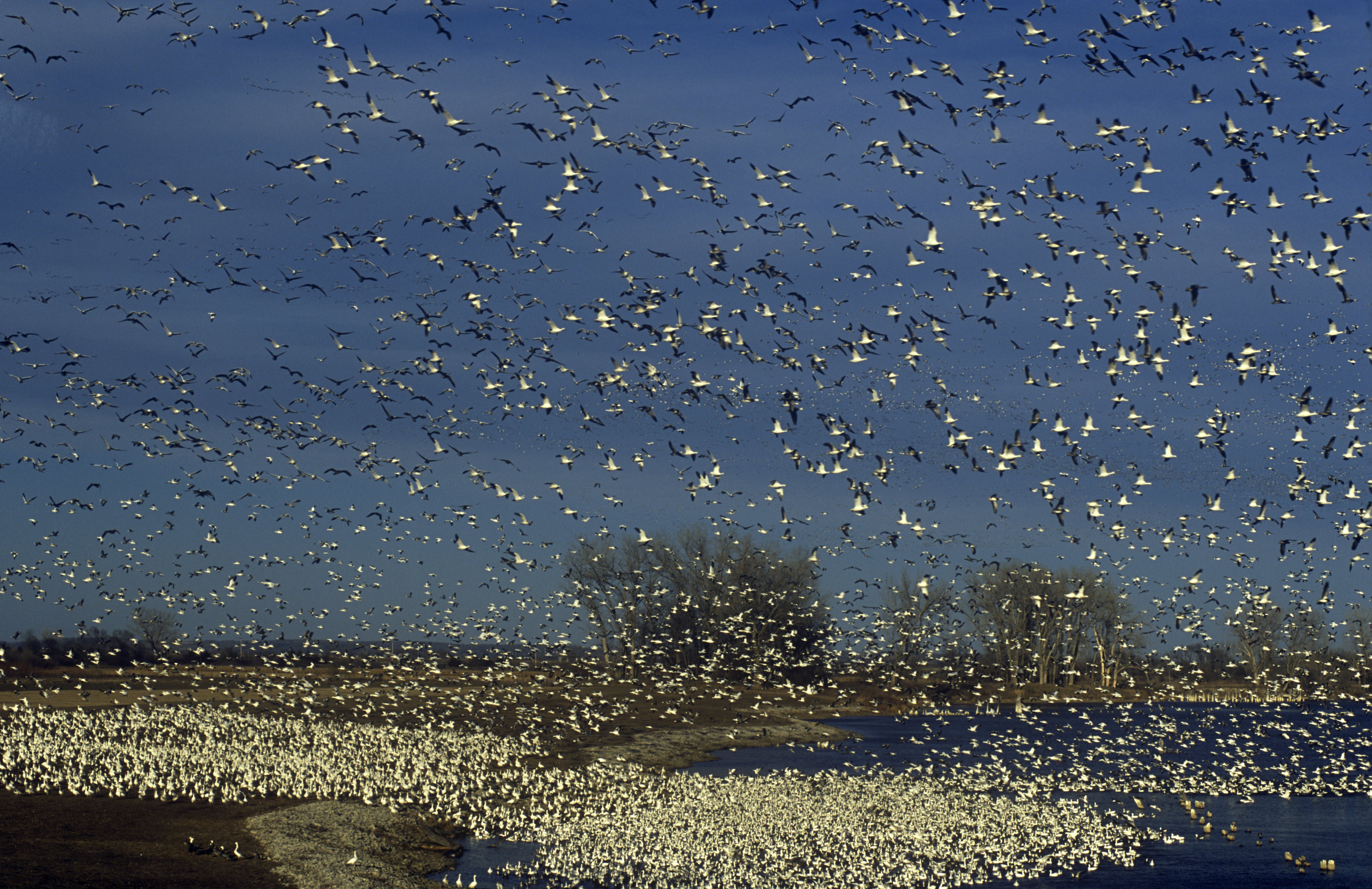 Mississippi Flyway