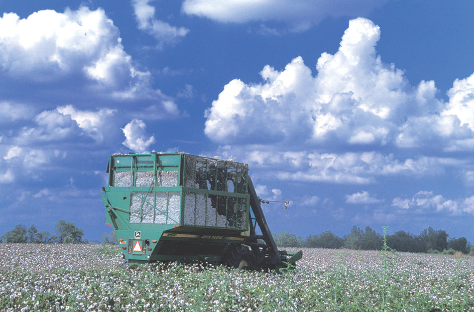 Harvesting cotton in Mississippi