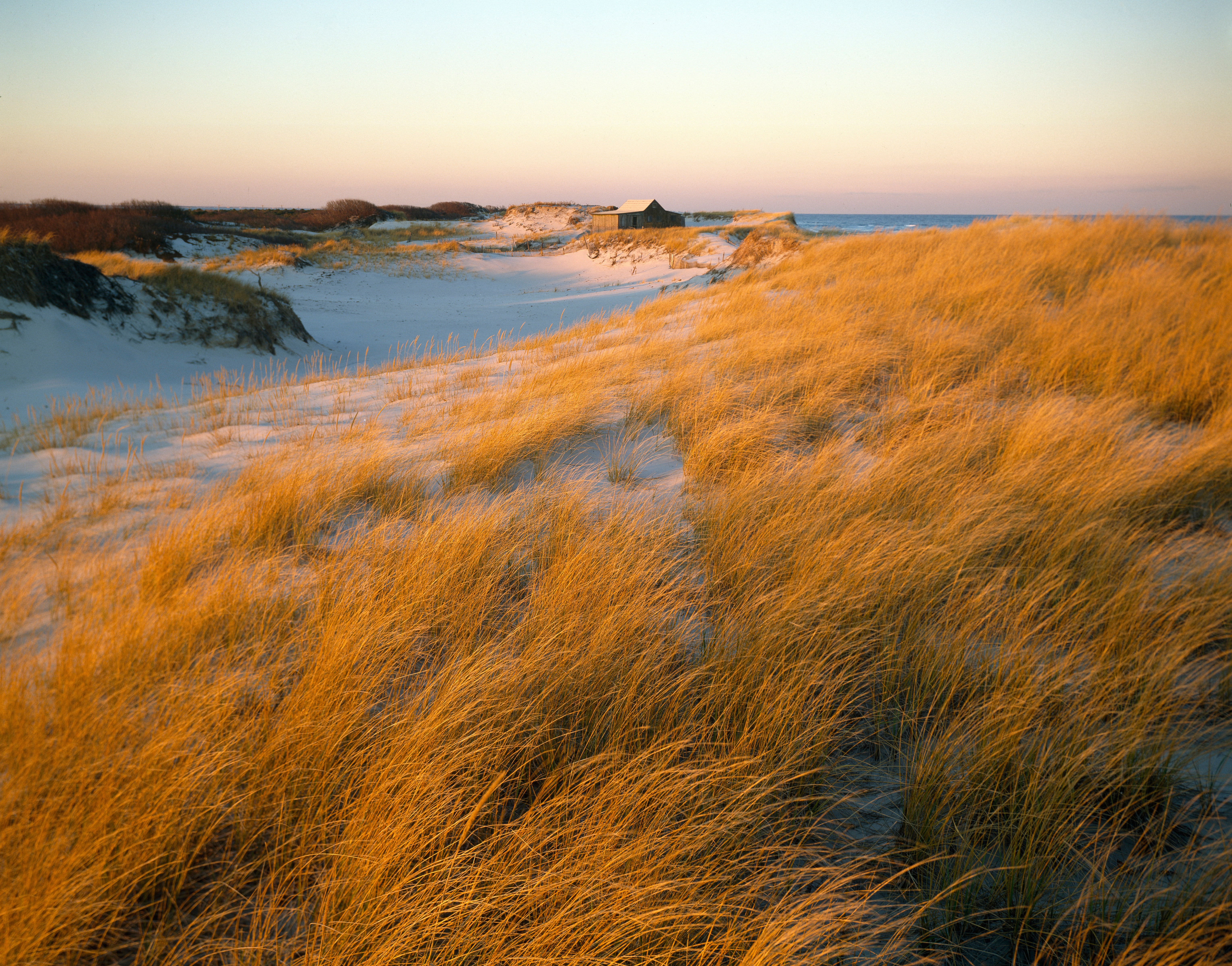 Grass-covered dunes at Island Beach State Park on Barnegat Bay in New Jersey