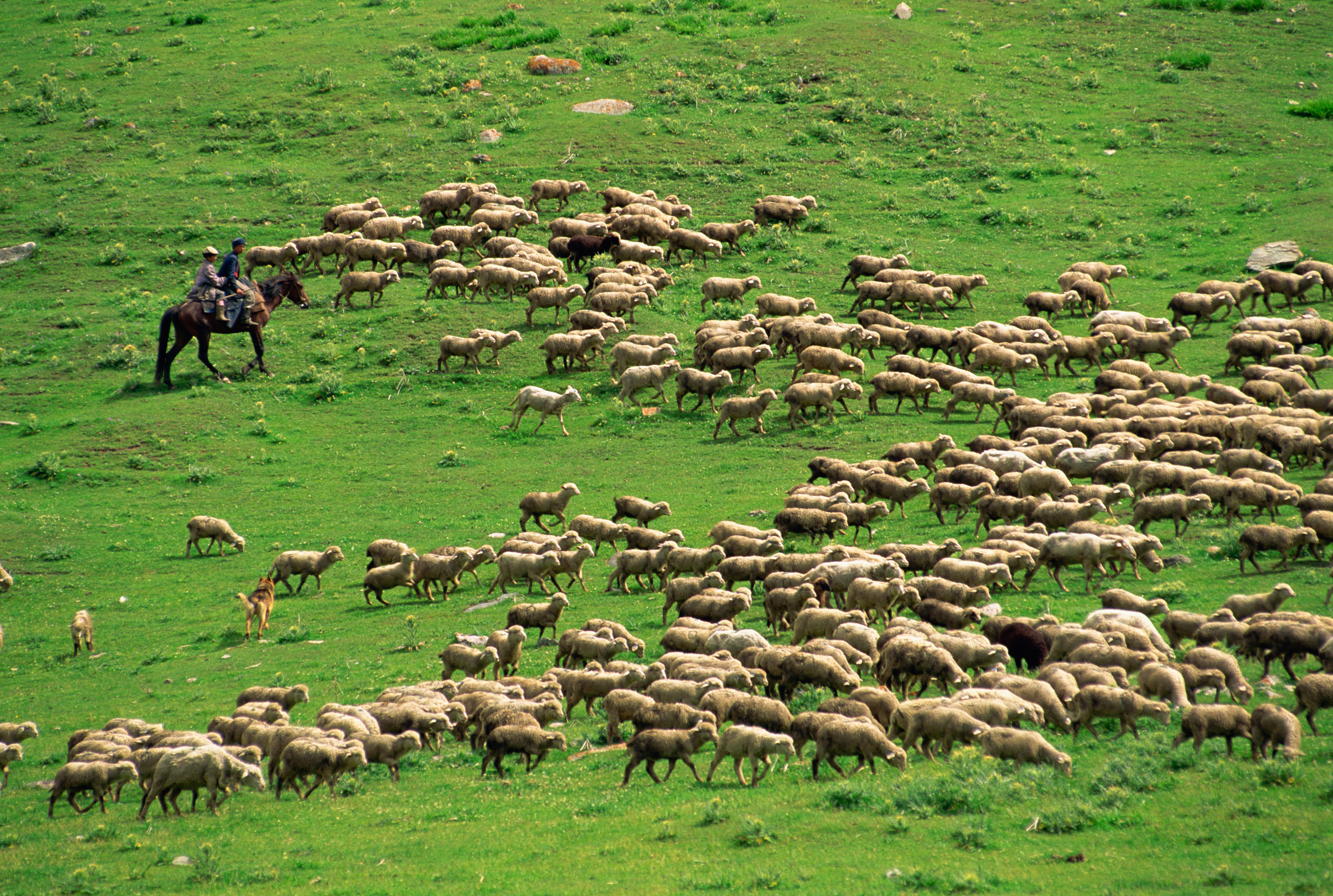 Kyrgyz shepherds