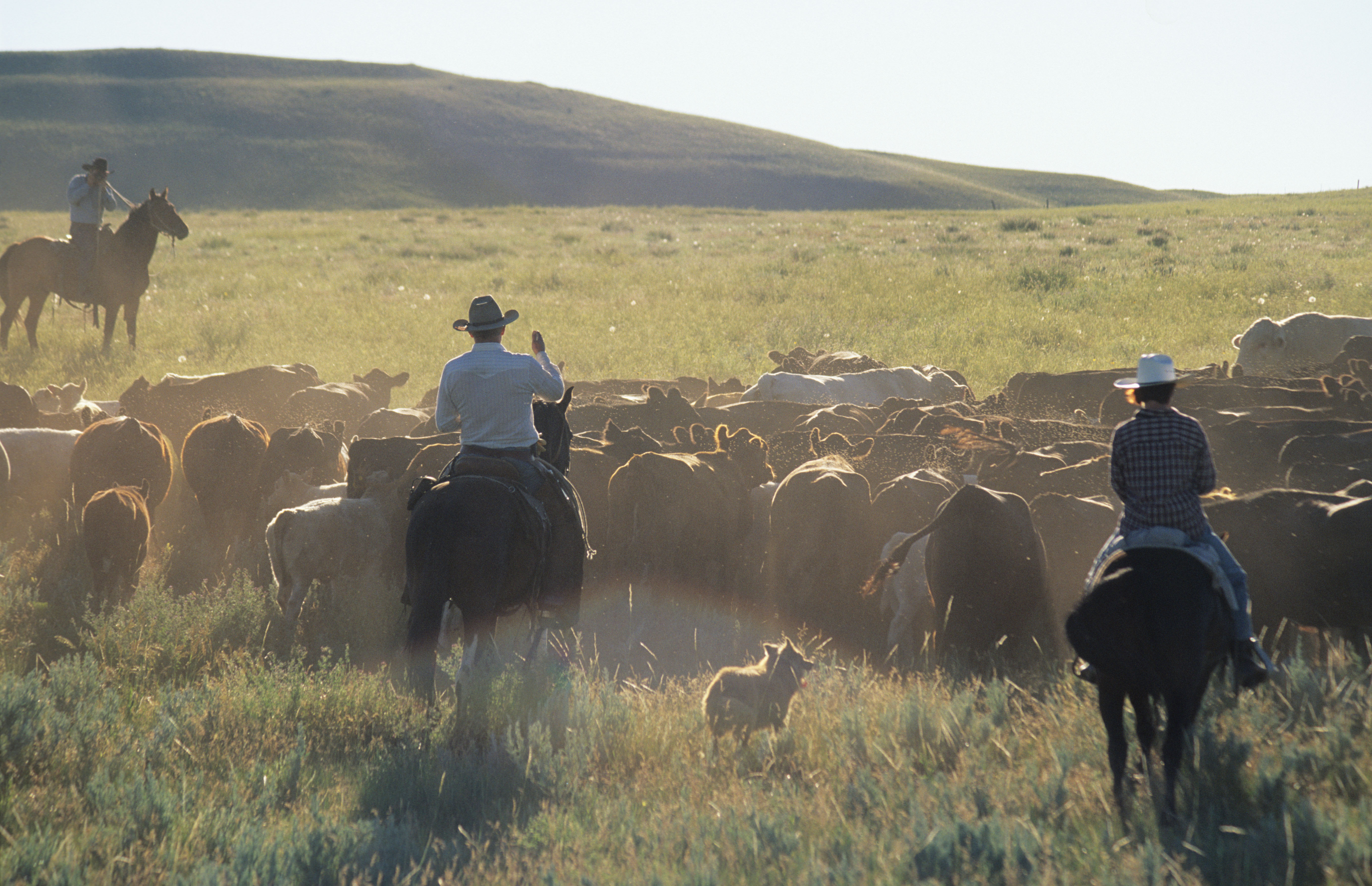 Cattle drive in Montana