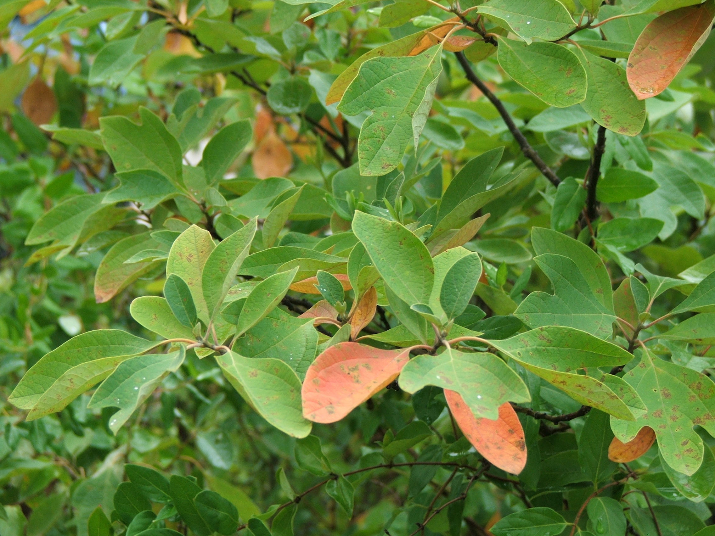 Sassafras leaves have one, two, or three lobes.