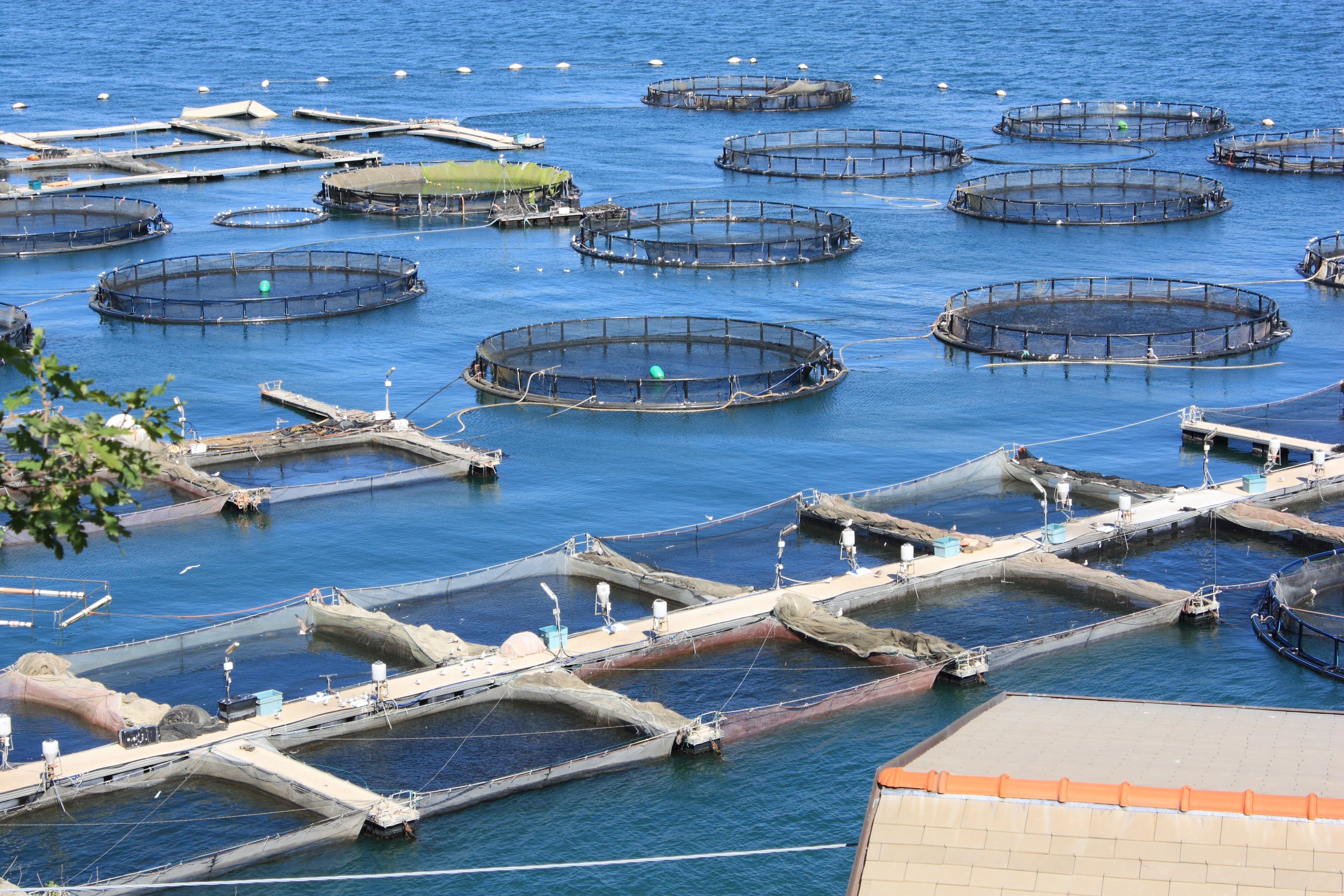 Fish farm