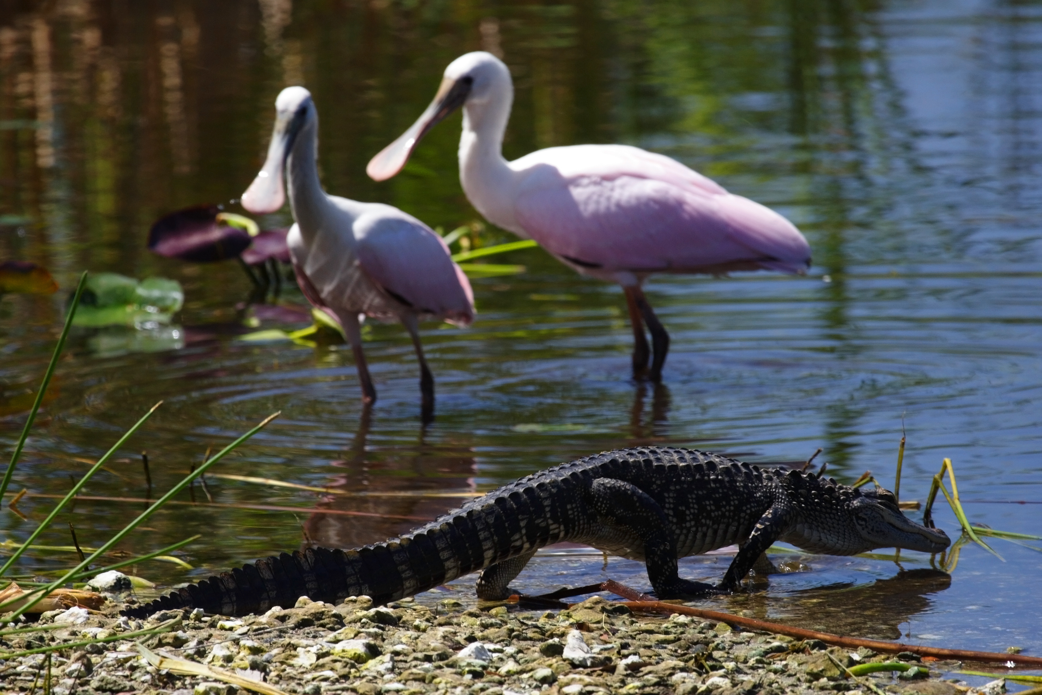 Wildlife in Everglades National Park