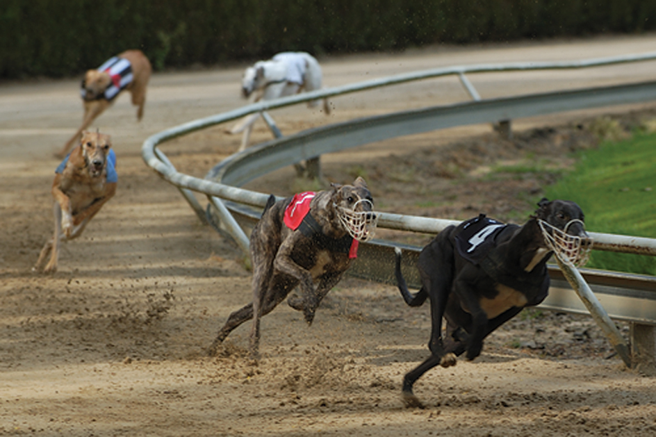 Dog racing