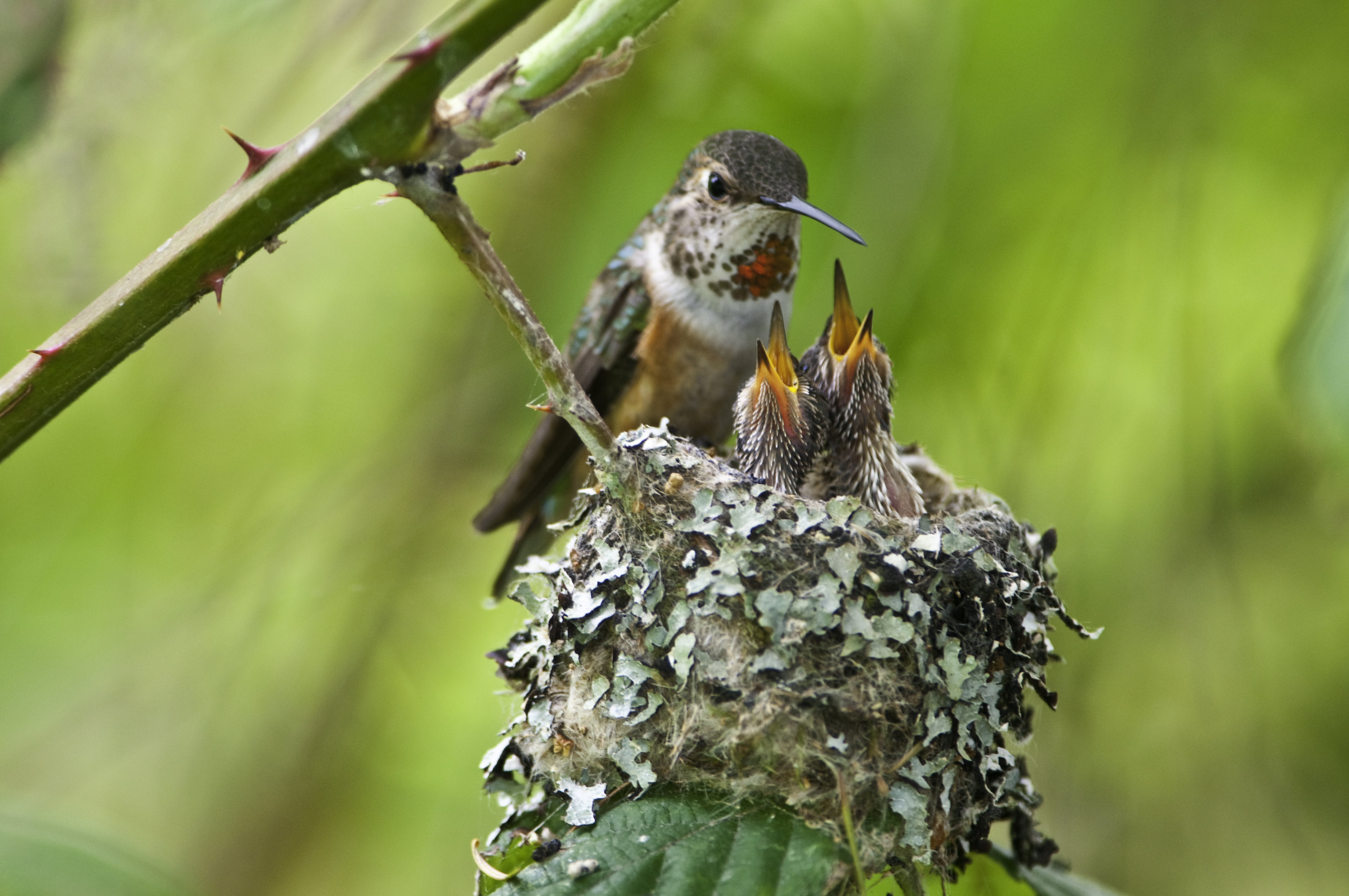 Hummingbird nest