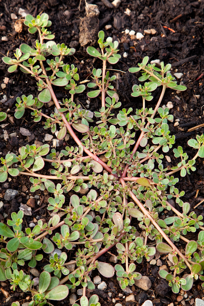 Purslane