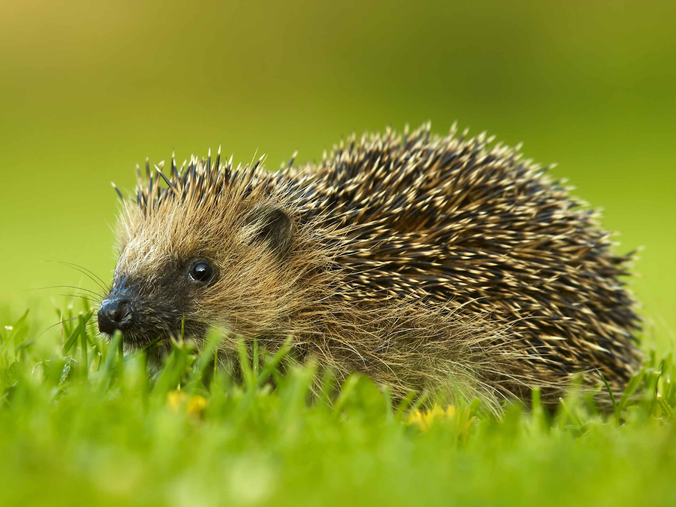 Hedgehog