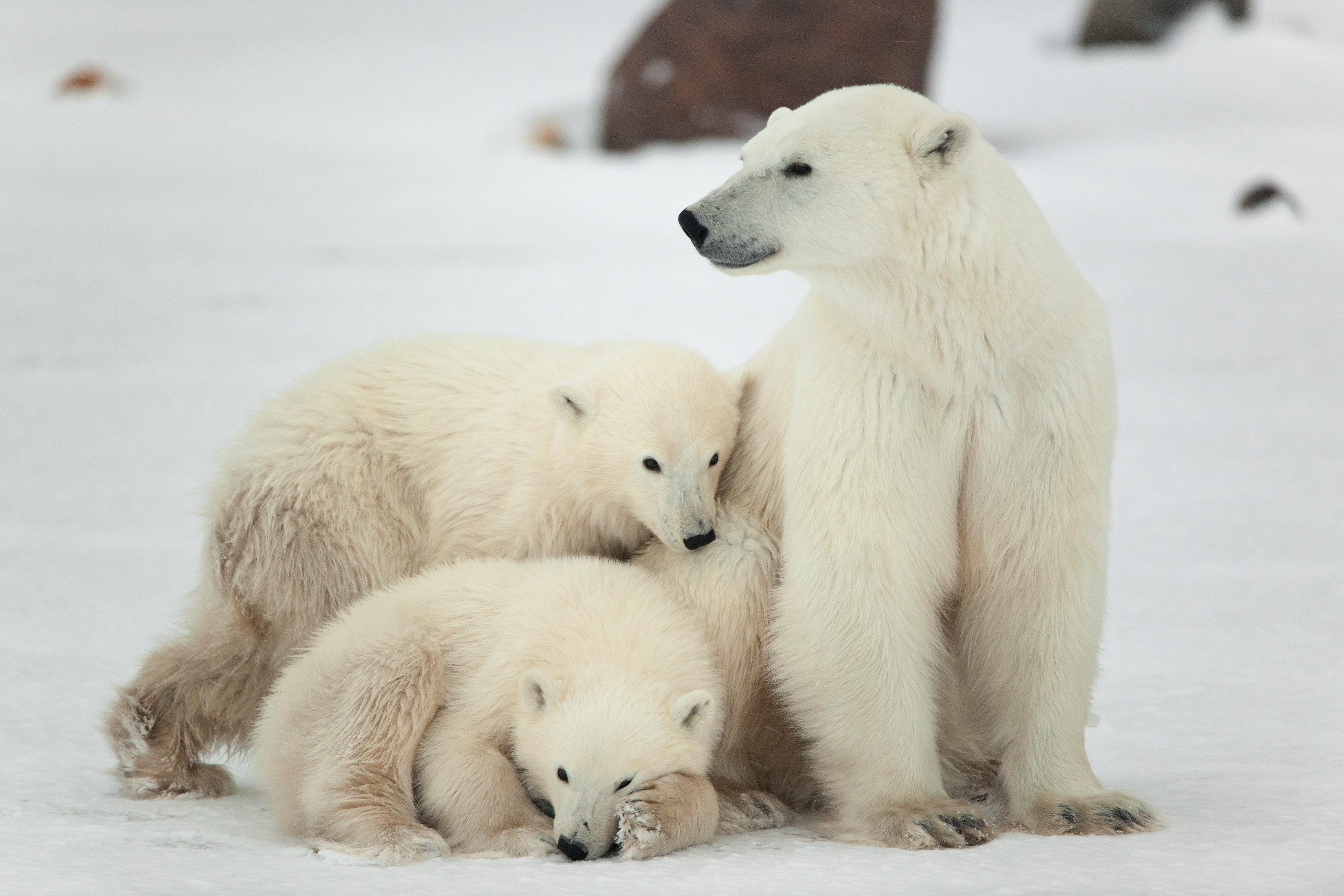 Mother polar bear guards her cubs