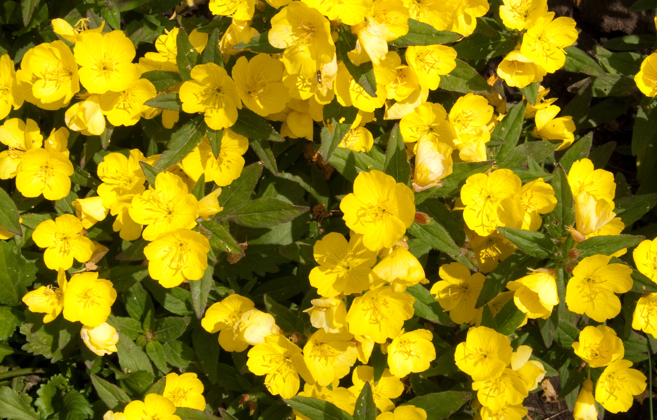 Yellow primroses