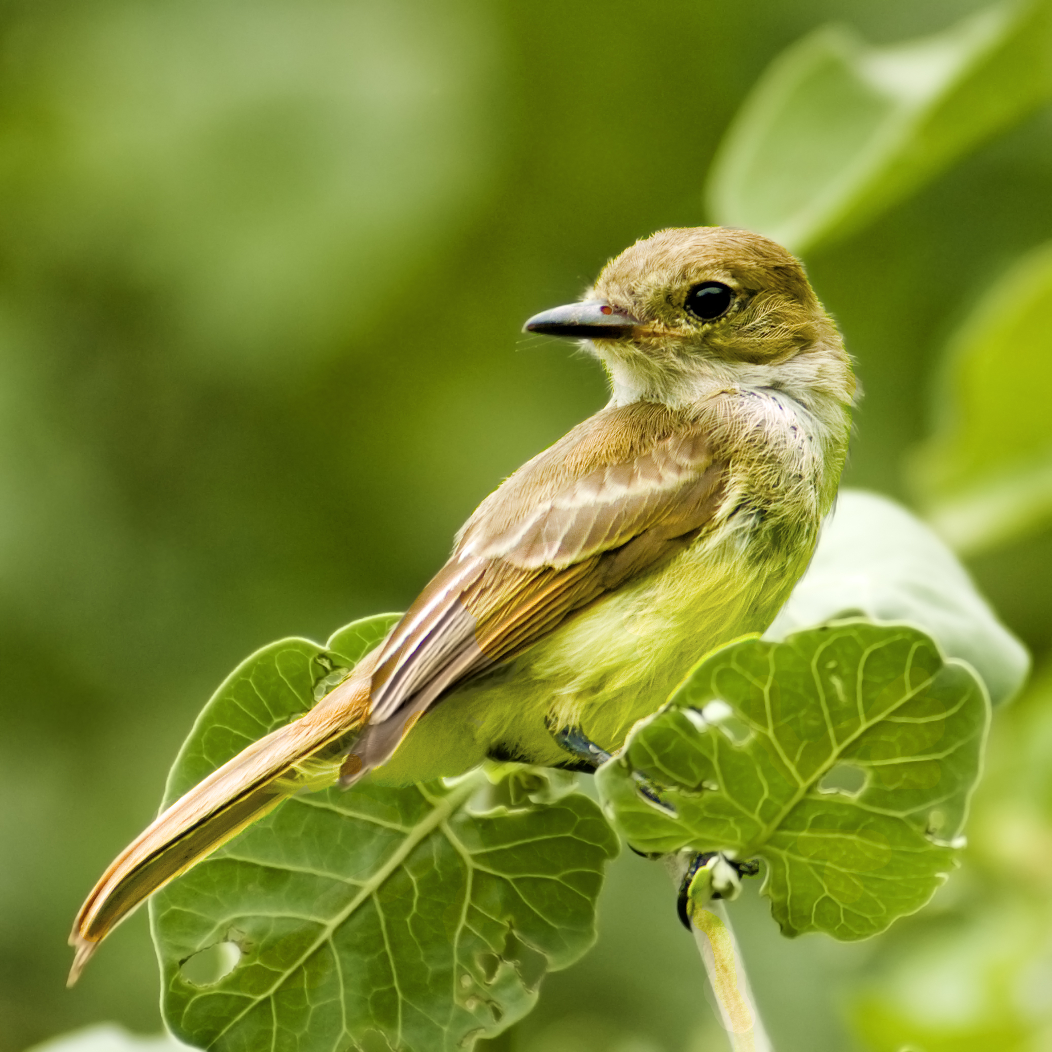 Galapagos finch