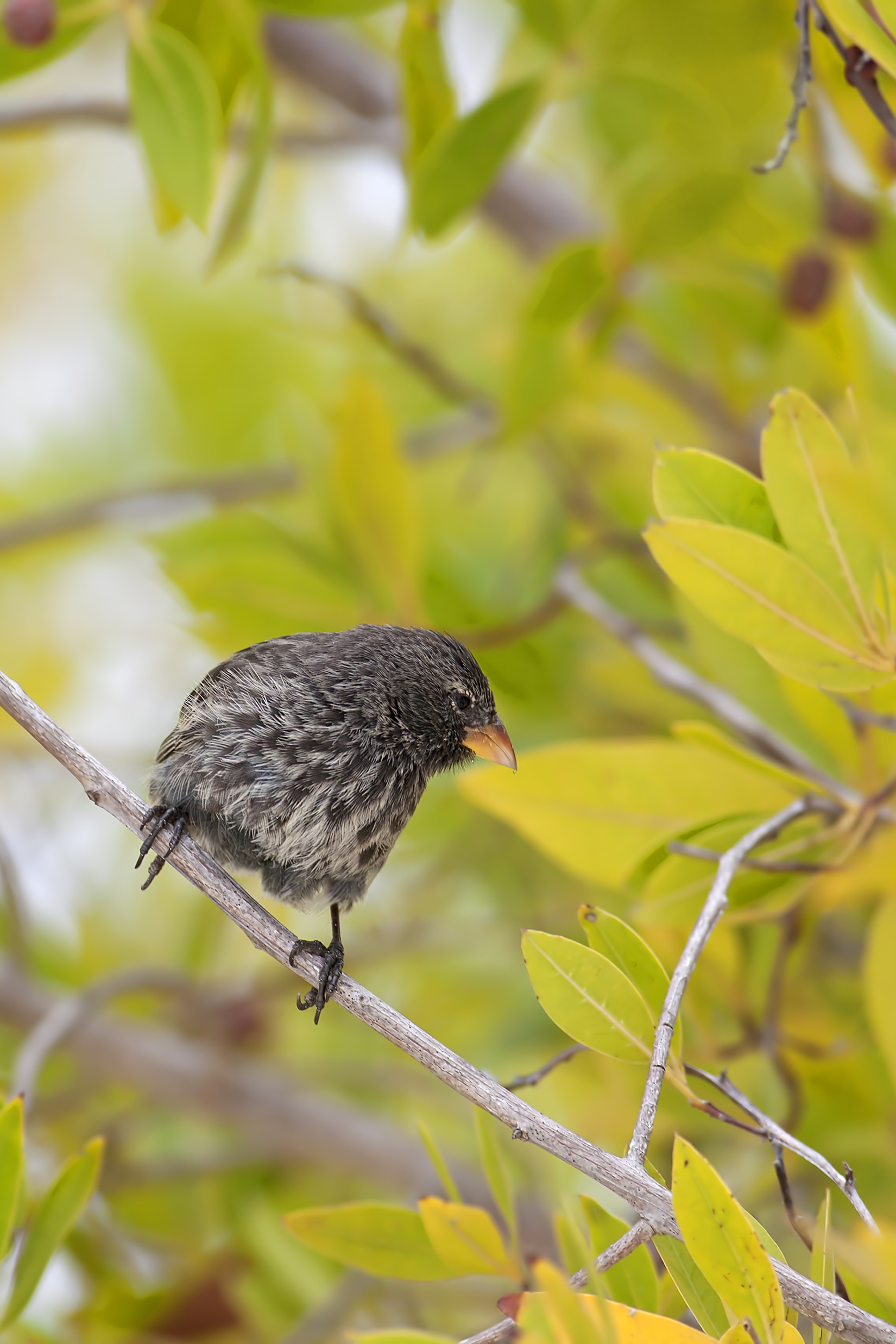 Galapagos finch