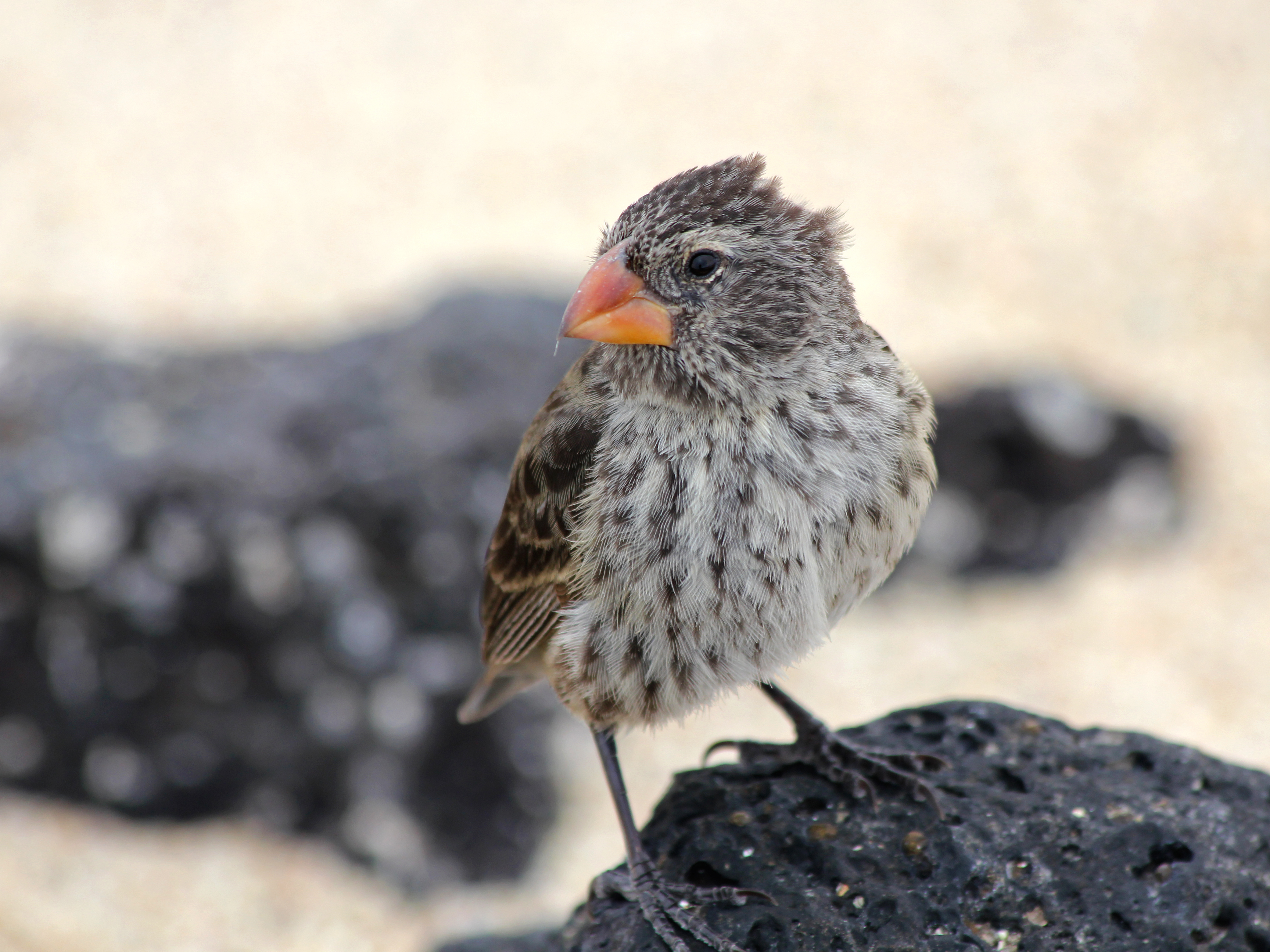 Darwin's finch