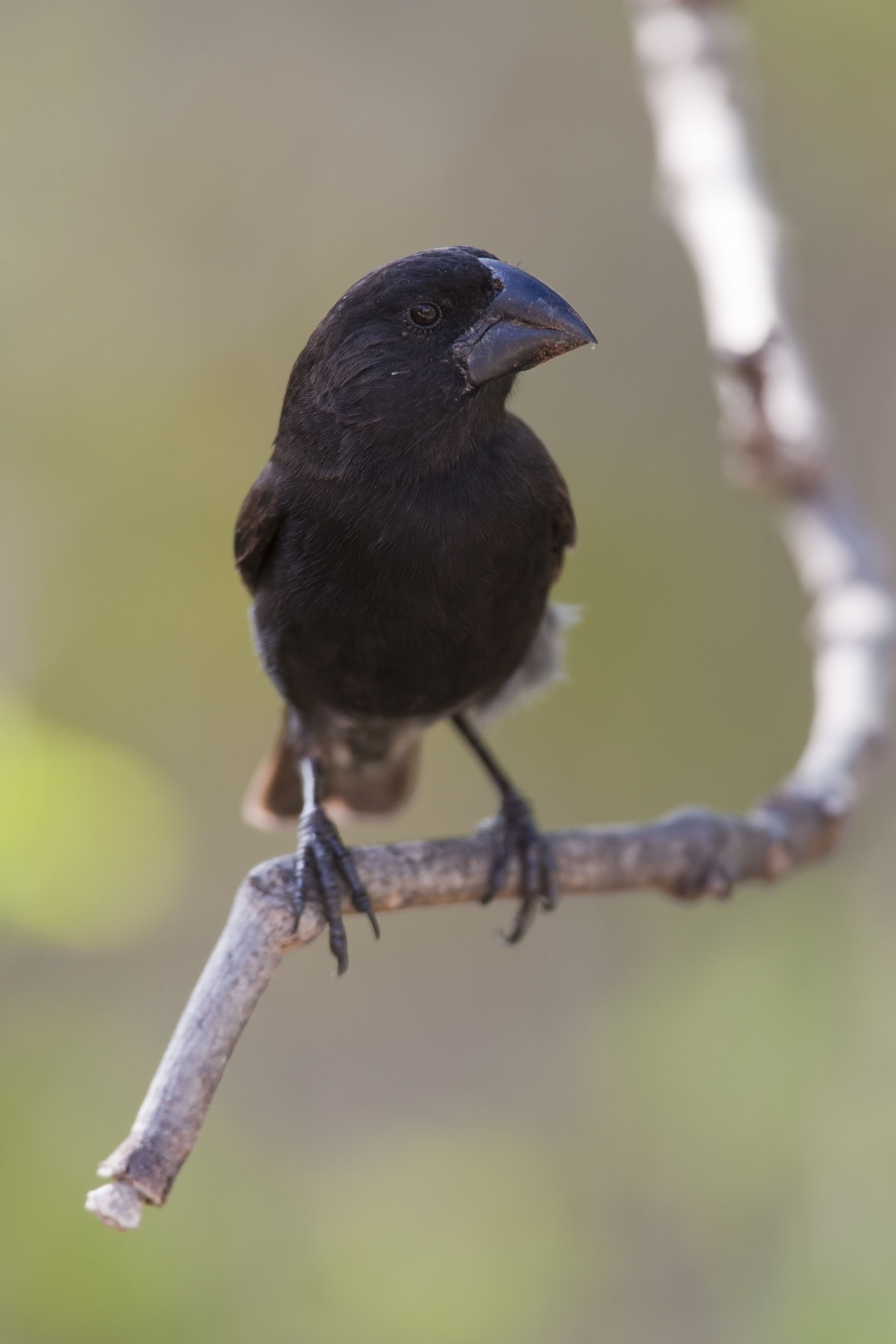 A Galapagos ground-finch