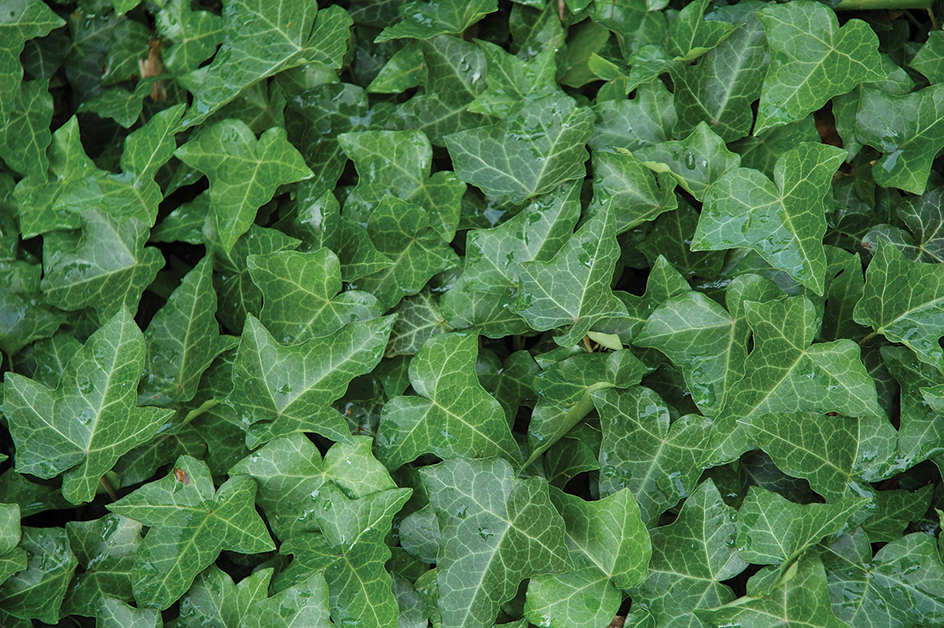 English ivy