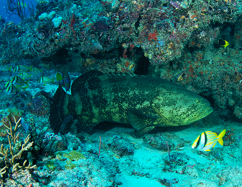 Goliath grouper