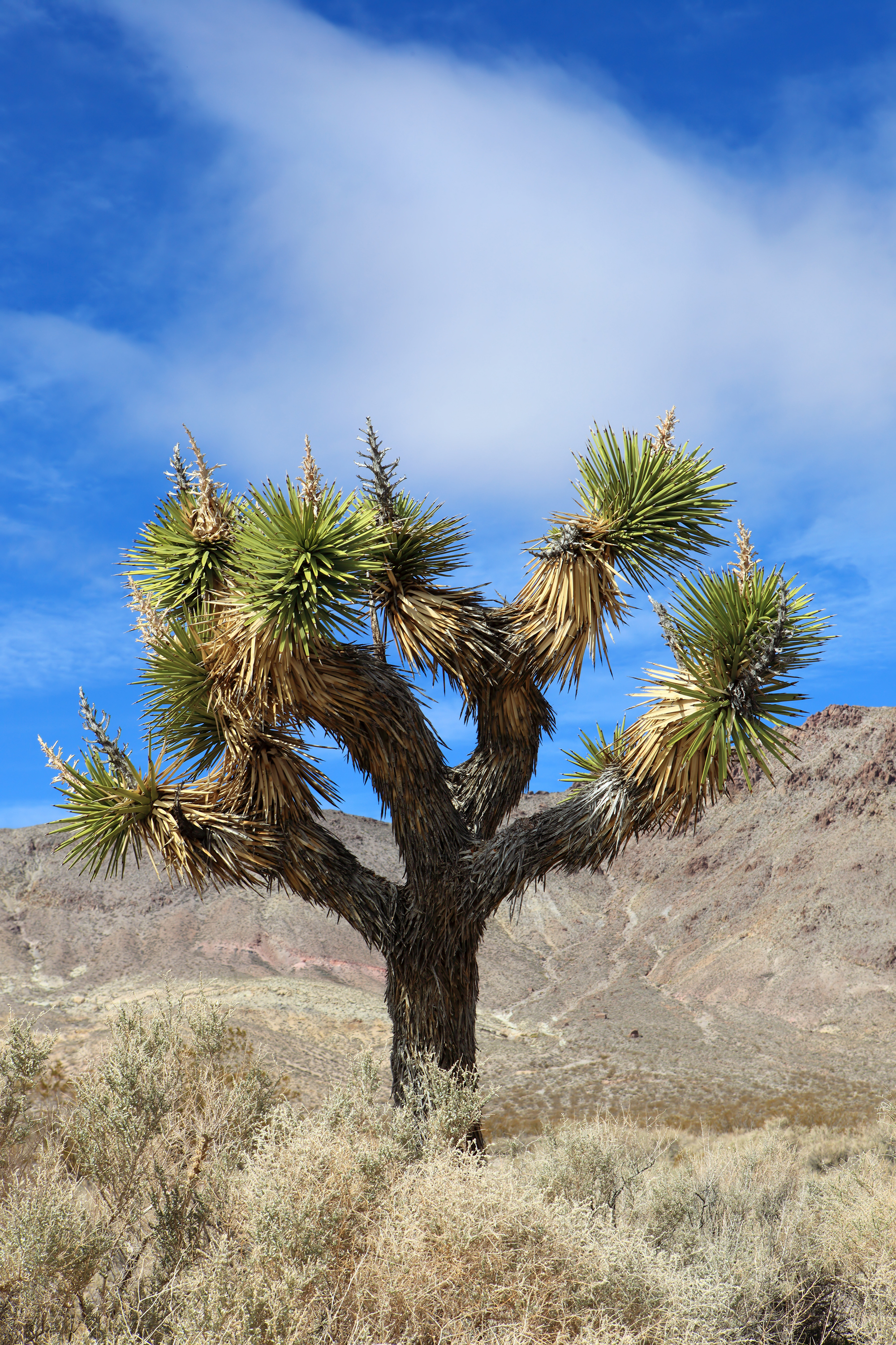 Joshua tree