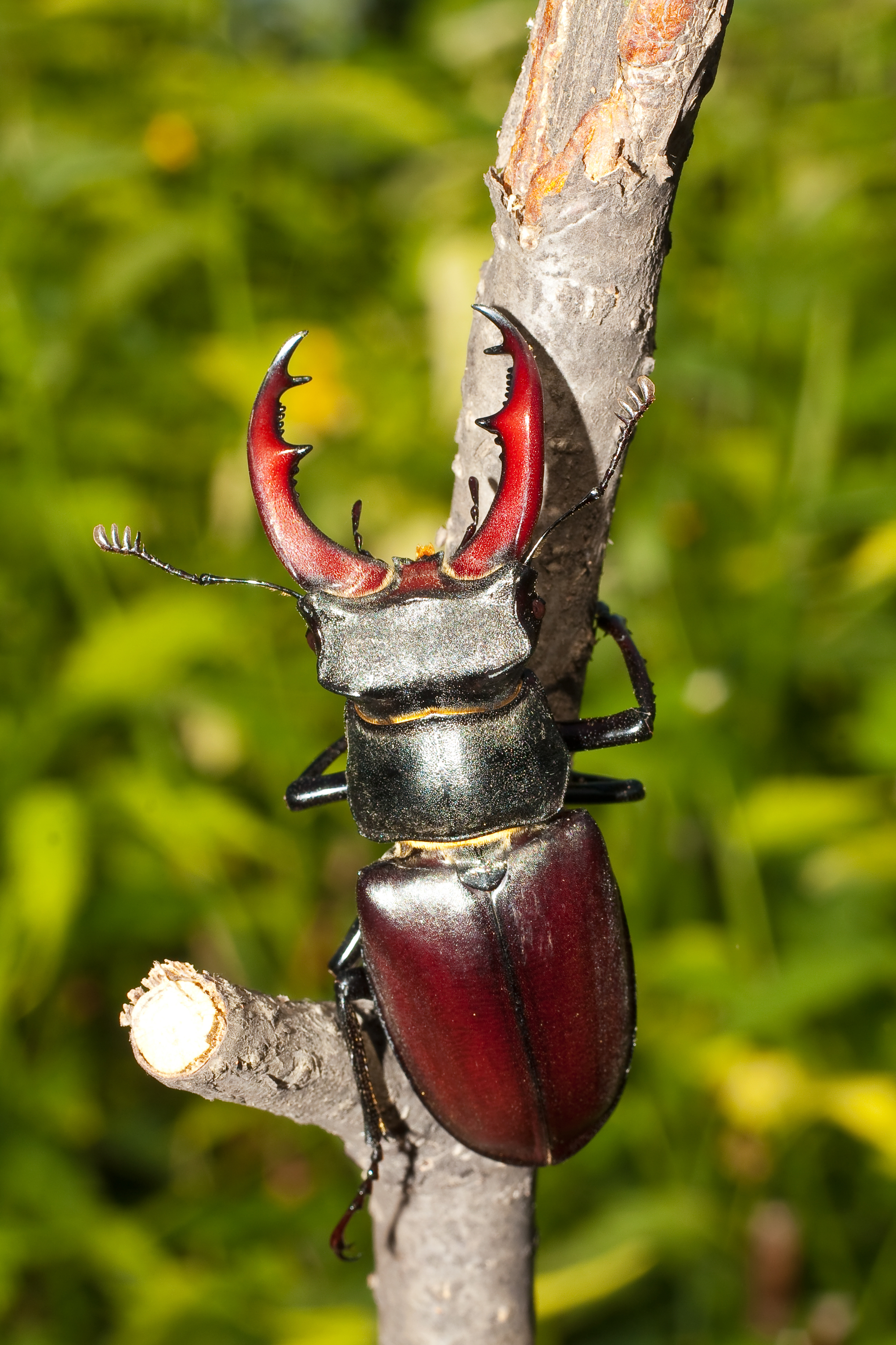 Tough shell of a stag beetle